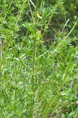 Vicia grandiflora