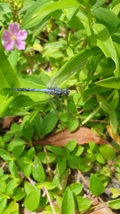 Orthetrum chrysostigma