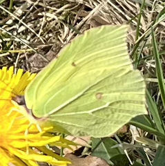 Gonepteryx rhamni