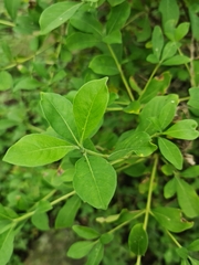 Searsia pyroides