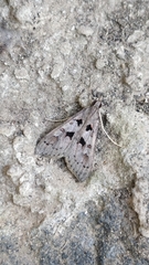 Mecyna asinalis