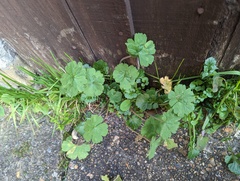 Geranium rotundifolium