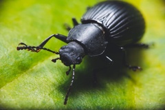 Heterotarsus
