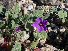 Erodium texanum