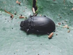 Heterotarsus