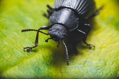 Heterotarsus