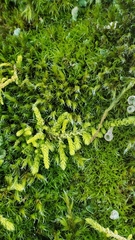 Claopodium crispifolium