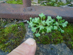 Saxifraga tridactylites