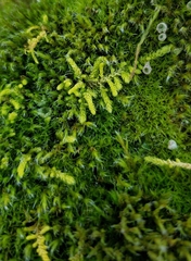 Claopodium crispifolium