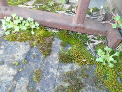 Saxifraga tridactylites