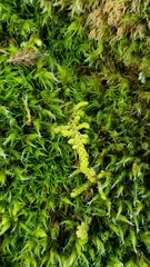 Claopodium crispifolium