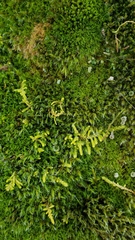Claopodium crispifolium