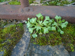 Saxifraga tridactylites