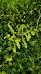 Claopodium crispifolium