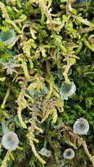 Claopodium crispifolium