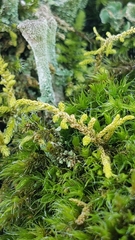 Claopodium crispifolium