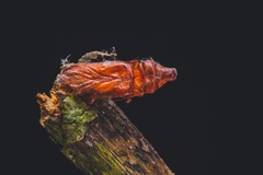 Papilionidae