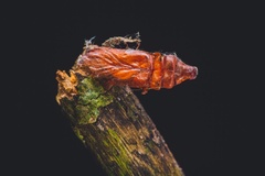 Papilionidae