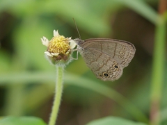 Hermeuptychia sosybius