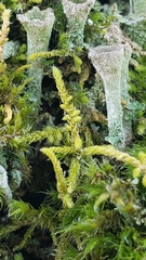 Claopodium crispifolium