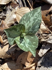 Trillium cuneatum