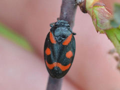 Cercopis arcuata