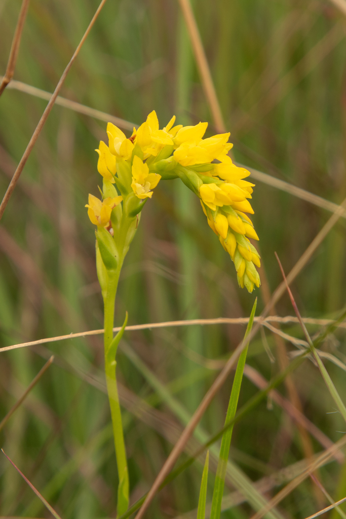 Schizochilus sulphureus