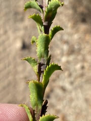 Pseudoselago serrata