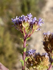 Pseudoselago serrata