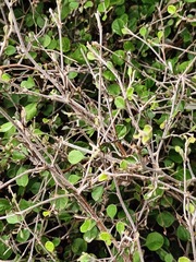 Helichrysum lanceolatum