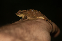 Rhampholeon platyceps