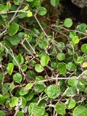 Helichrysum lanceolatum