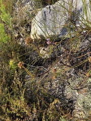 Pseudoselago serrata