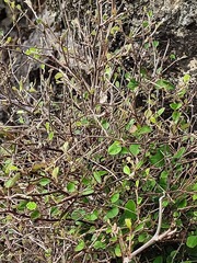 Helichrysum lanceolatum