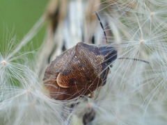 Rubiconia intermedia