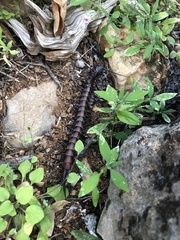 Scolopendra valida