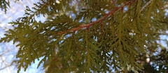 Thuja occidentalis