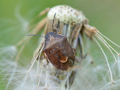 Rubiconia intermedia