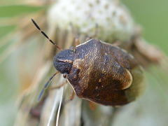 Rubiconia intermedia