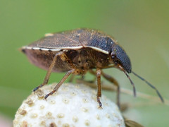 Rubiconia intermedia
