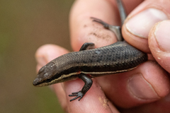 Trachylepis
