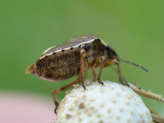 Rubiconia intermedia