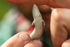 Trachylepis