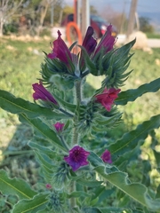 Echium judaeum
