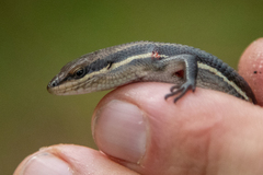 Trachylepis