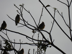 Bombycilla cedrorum