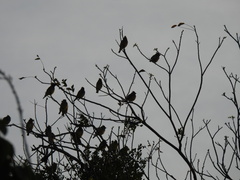 Bombycilla cedrorum