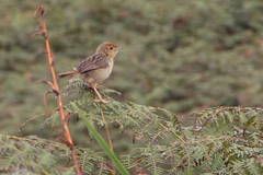 Cisticola lais