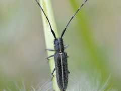 Agapanthia cardui