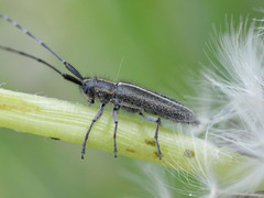 Agapanthia cardui